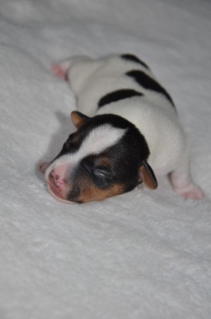 DUKE: "Wie man mich auch d-reht & wendet - ich bin ein kleiner NOBEL-HOBEL!"